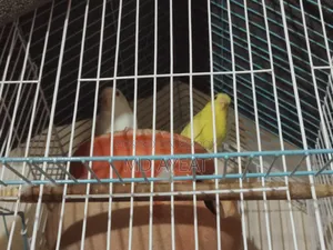 বাজিগর এবং ডায়মন্ড ঘুঘু