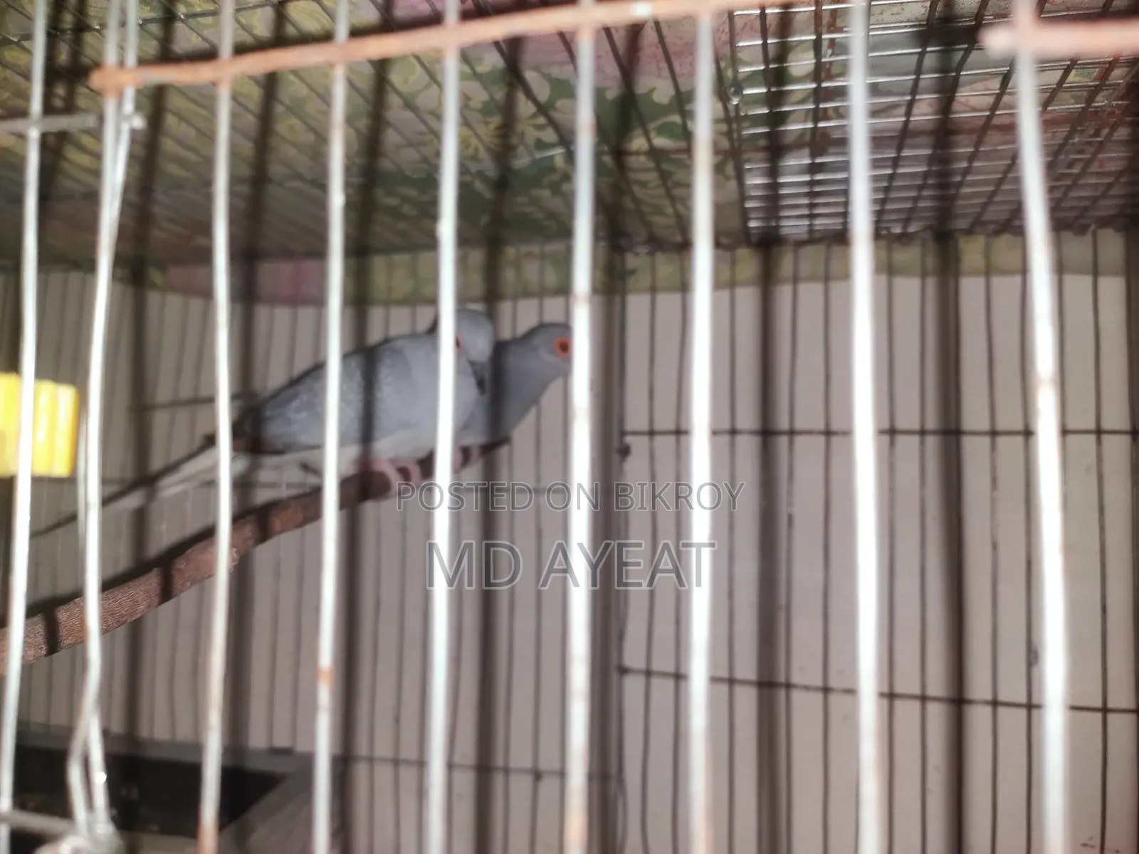 বাজিগর এবং ডায়মন্ড ঘুঘু