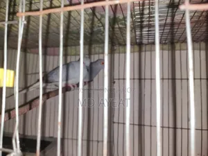 বাজিগর এবং ডায়মন্ড ঘুঘু