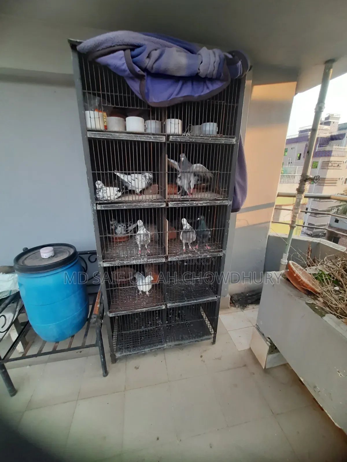 Pigeons for Sale with Big Size Cage