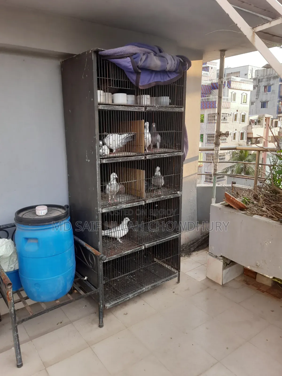 Pigeons for Sale with Big Size Cage