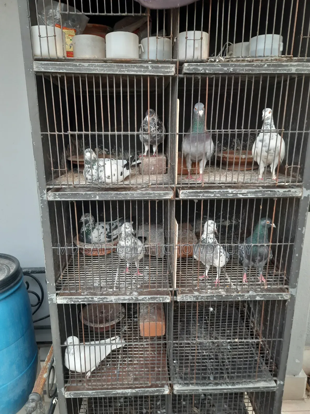 Pigeons for Sale with Big Size Cage