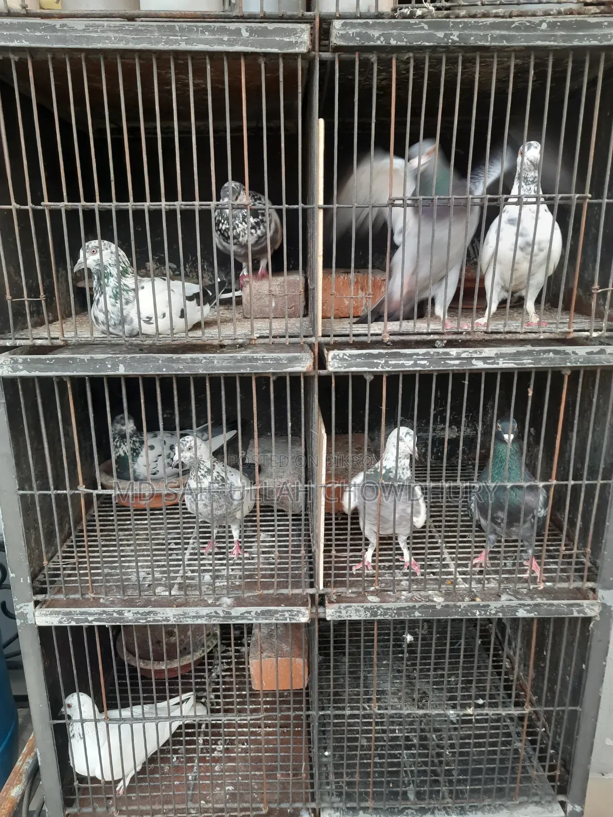 Pigeons for Sale with Big Size Cage
