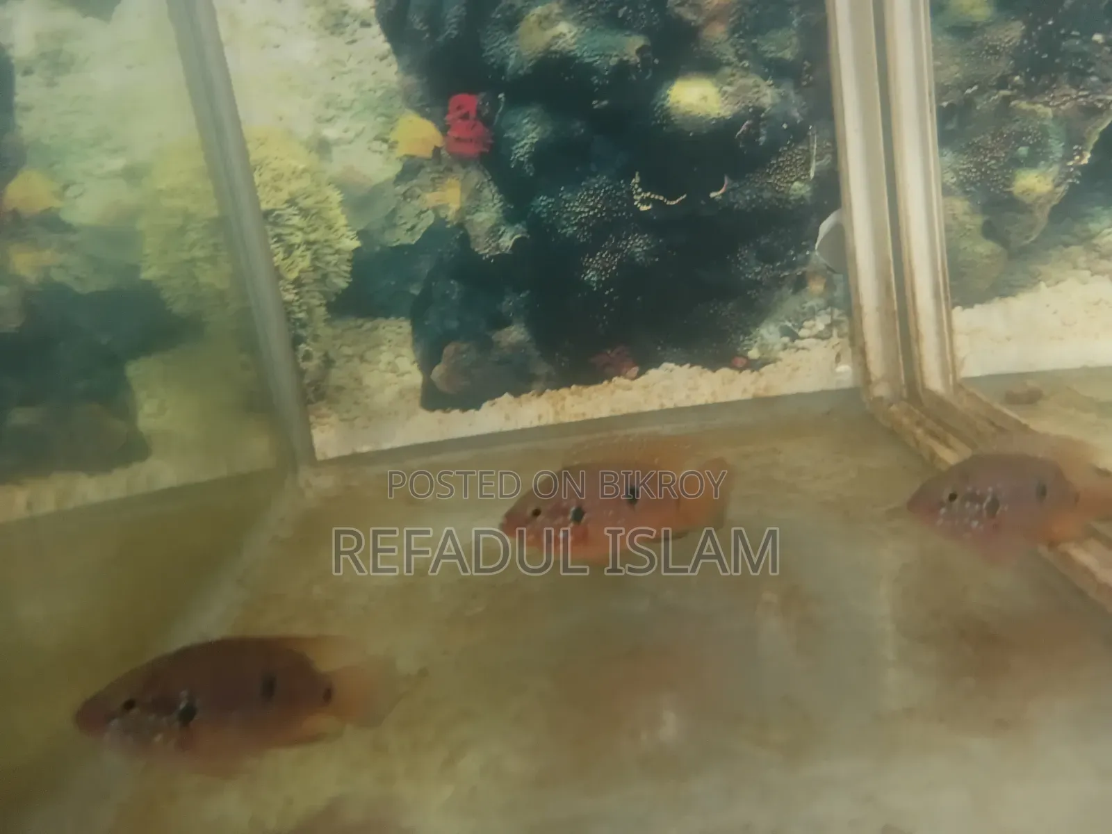 Jewel Cichlid