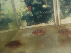 Jewel Cichlid