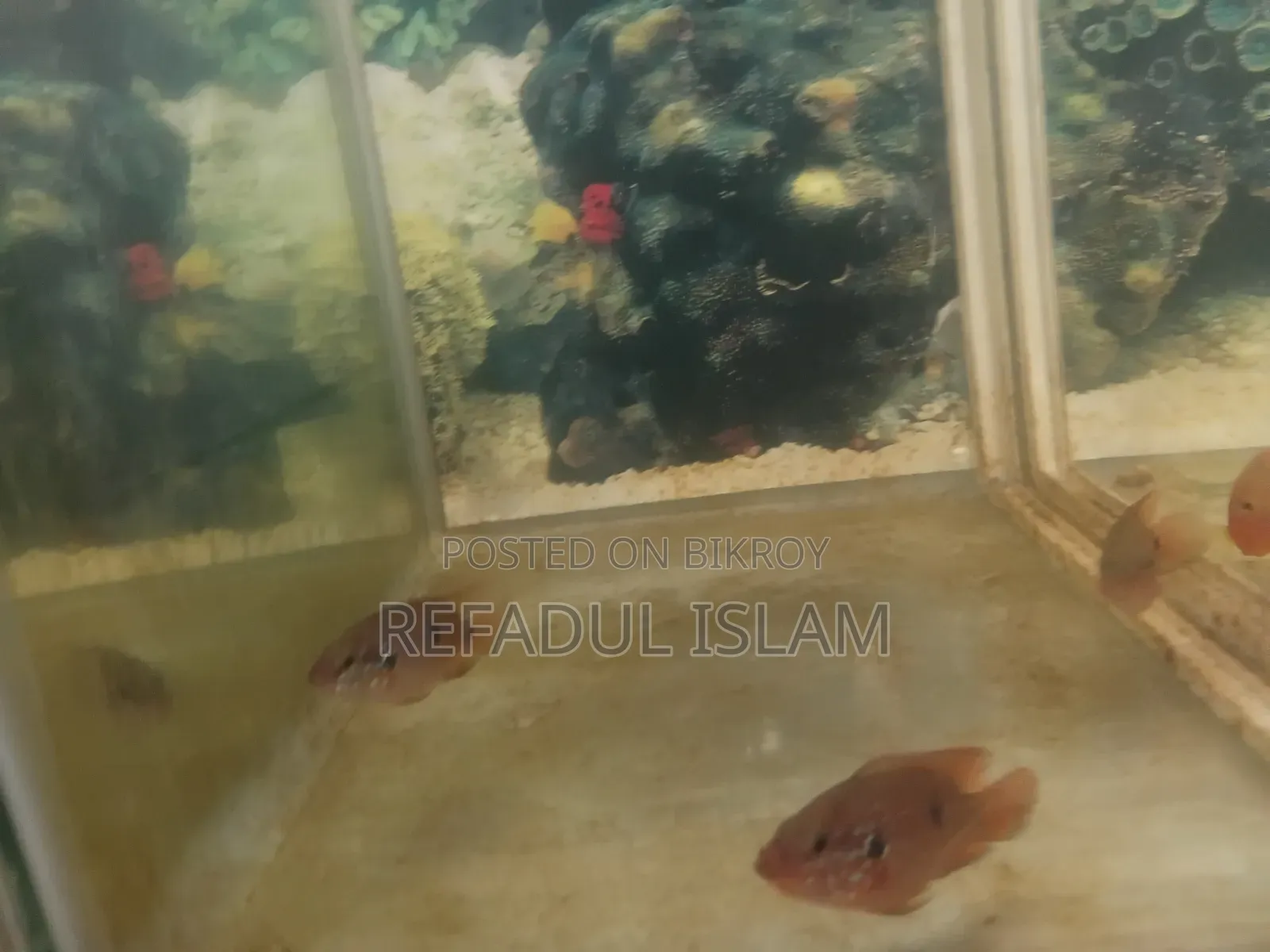 Jewel Cichlid