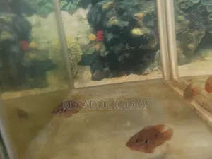 Jewel Cichlid