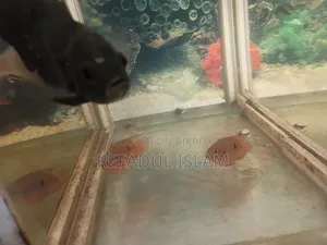 Jewel Cichlid