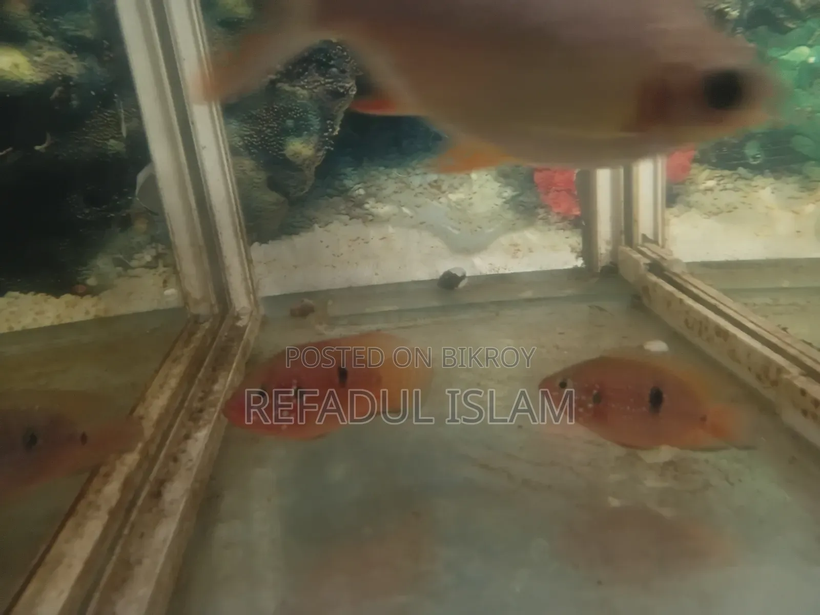 Jewel Cichlid