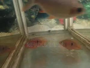 Jewel Cichlid