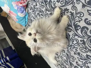 3-6 Months Female Purebred Persian