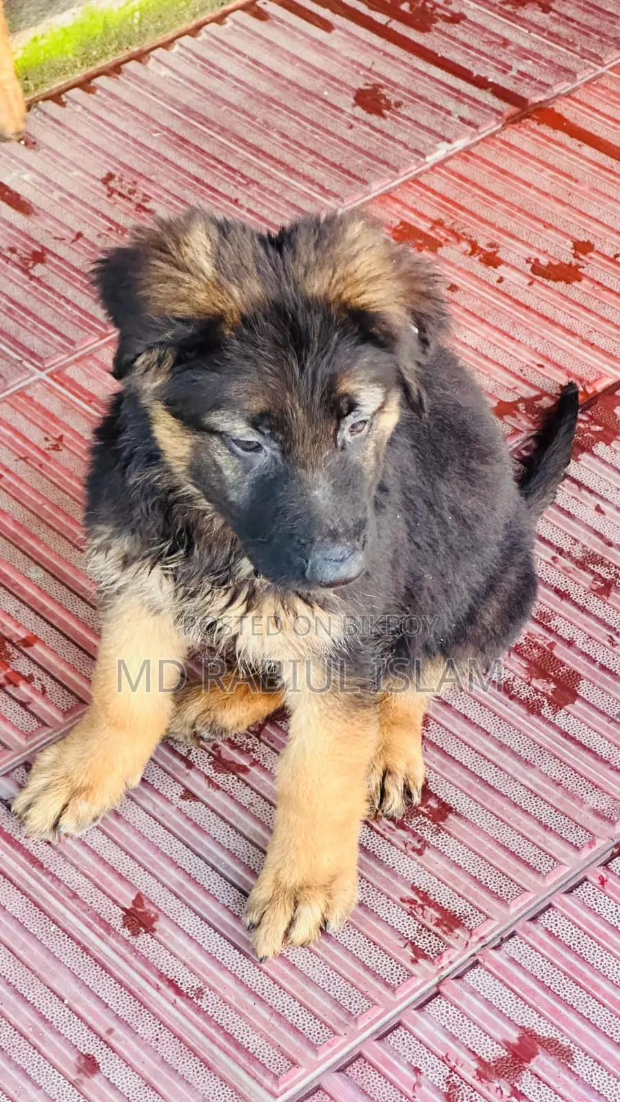 1-3 Months Male Mixed Breed Dog