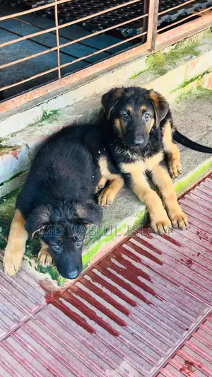 1-3 Months Male Mixed Breed Dog