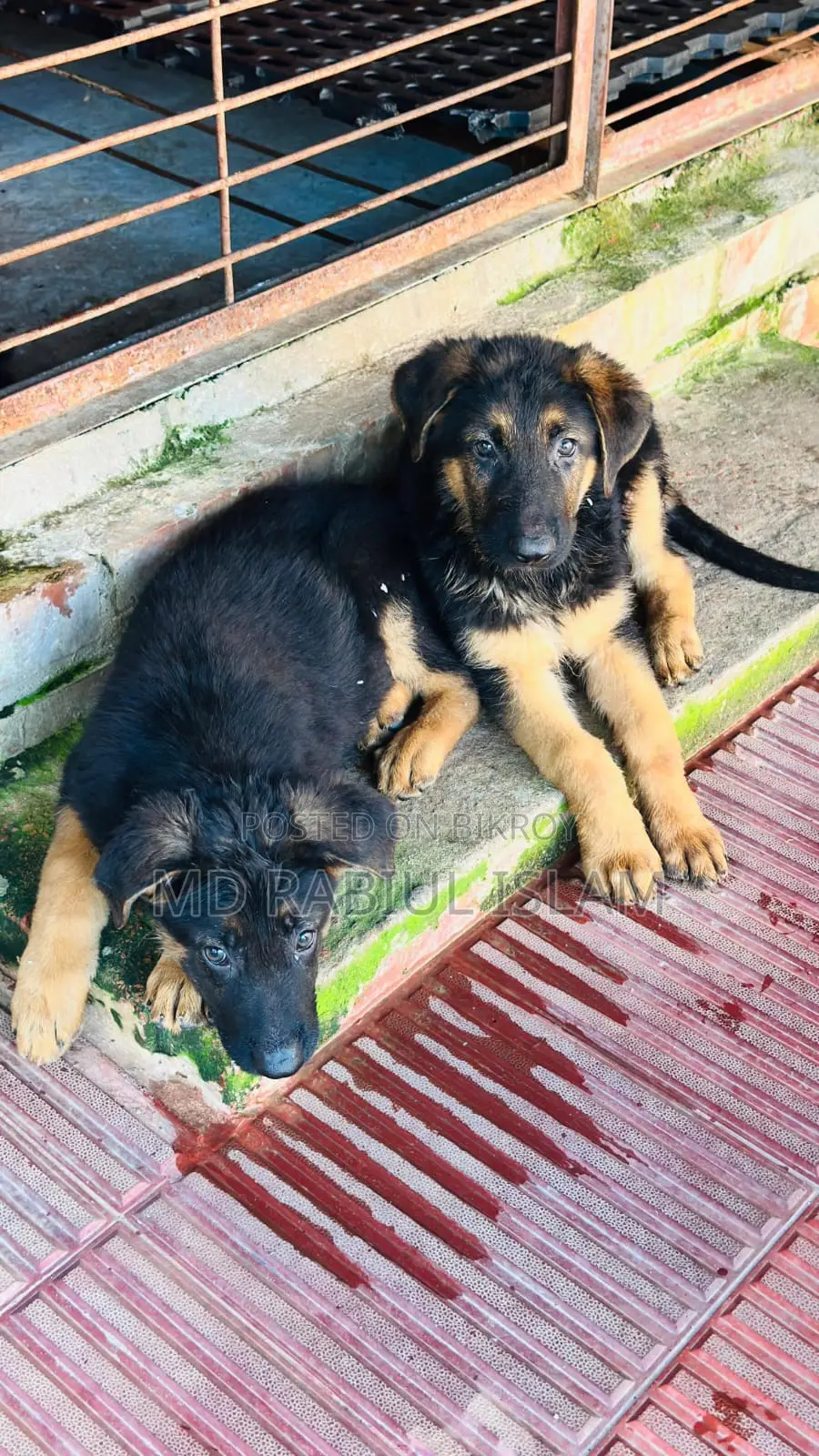 1-3 Months Male Mixed Breed Dog