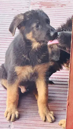 1-3 Months Male Mixed Breed Dog