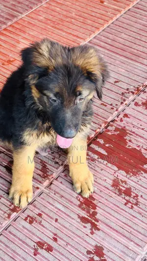 1-3 Months Male Mixed Breed Dog
