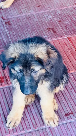 1-3 Months Male Mixed Breed Dog