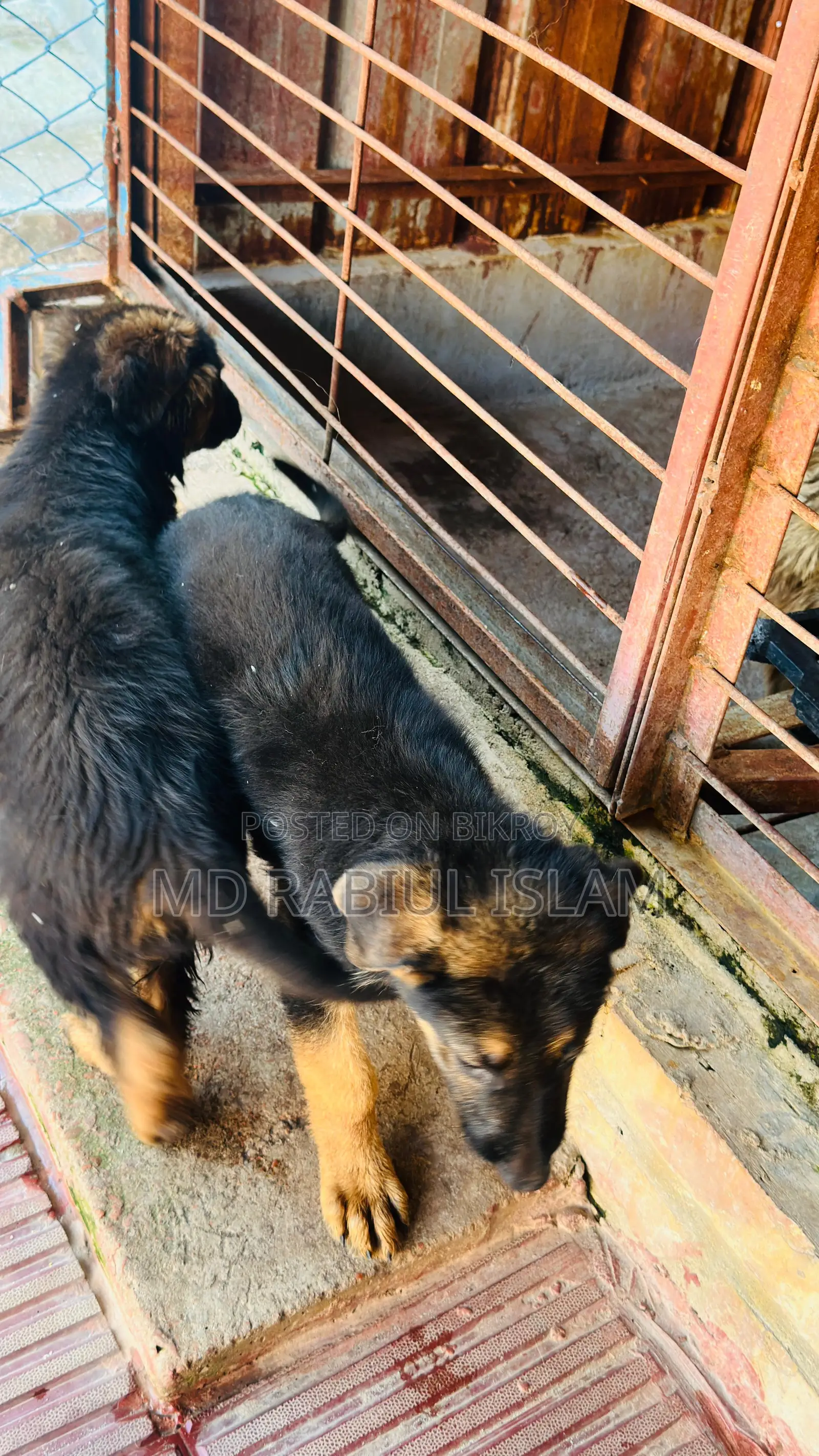 1-3 Months Male Mixed Breed Dog