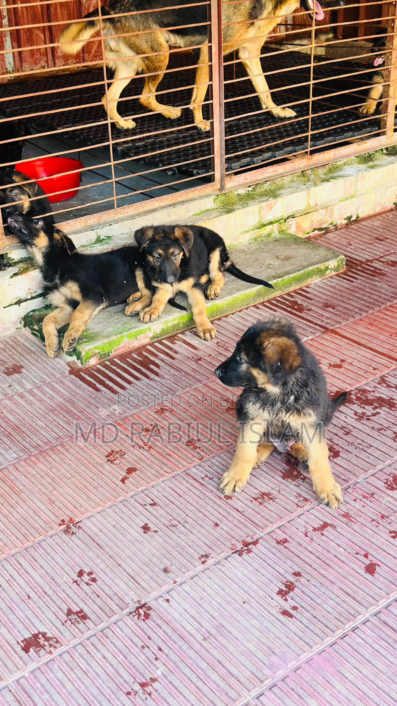 1-3 Months Male Mixed Breed Dog