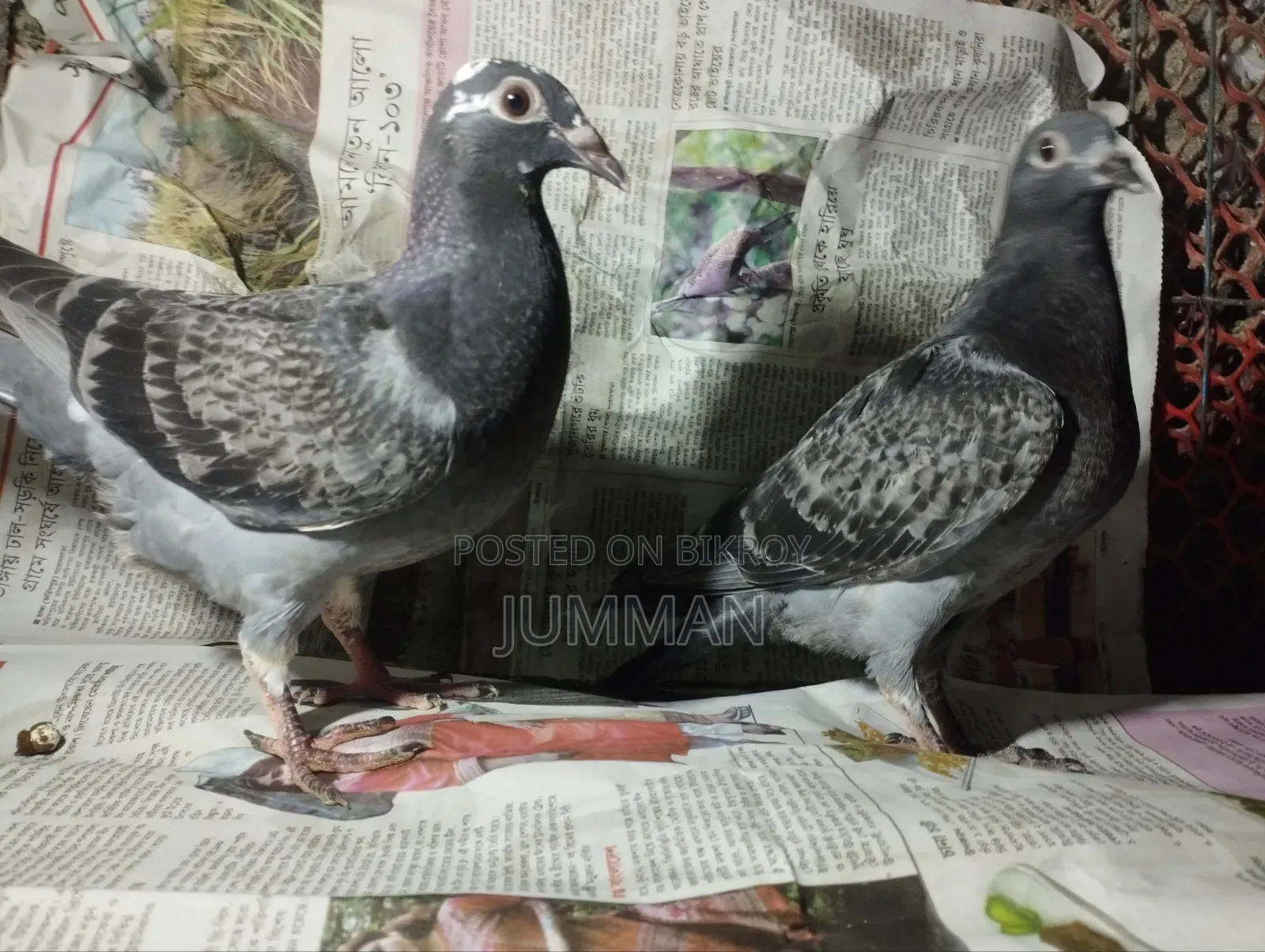 রেসার বেবি