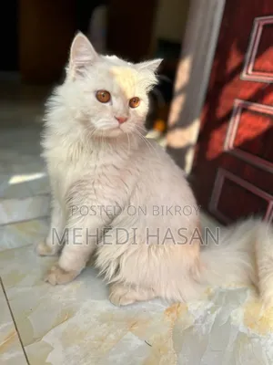 1+ Year Male Purebred Persian
