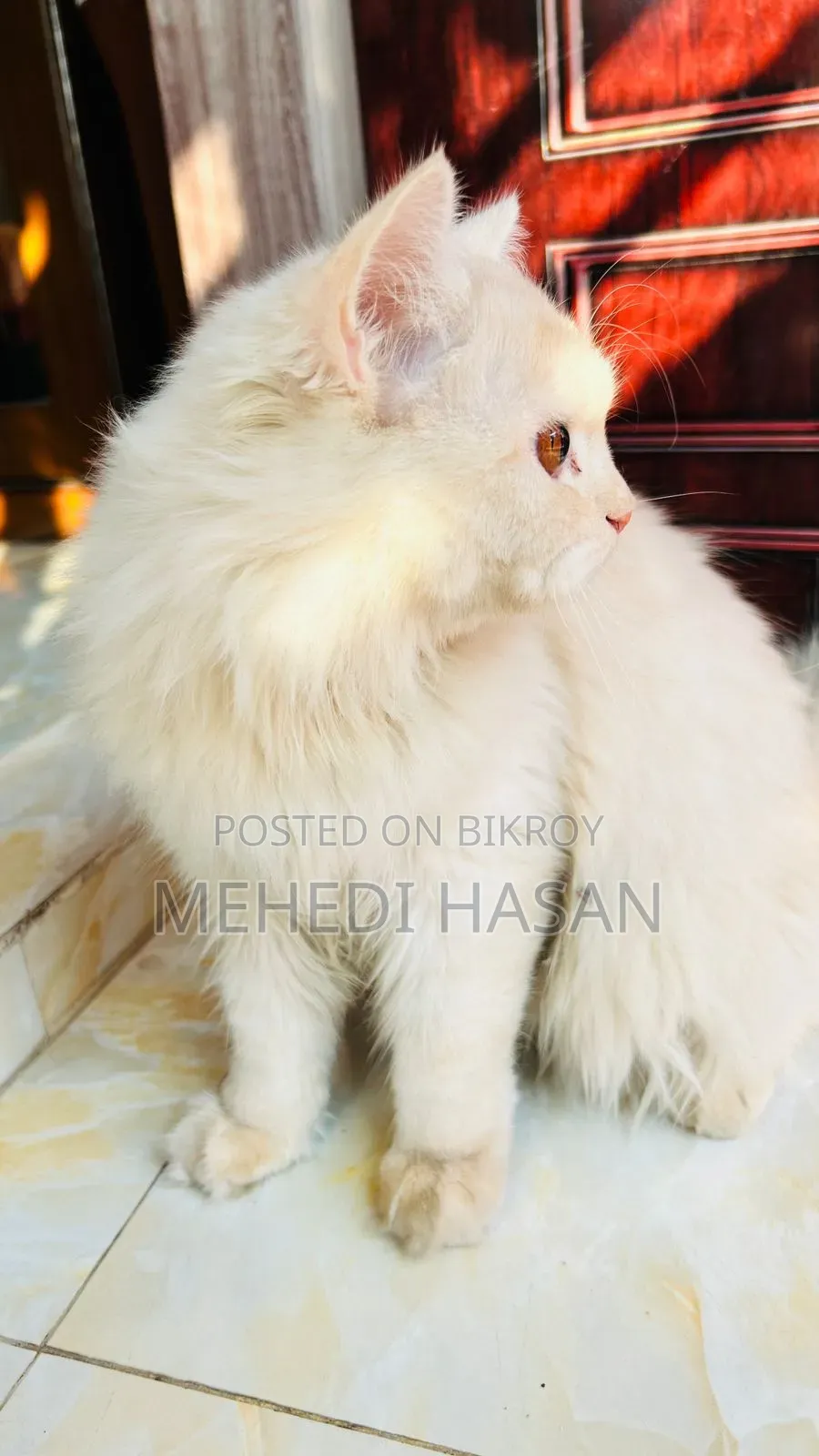 1+ Year Male Purebred Persian