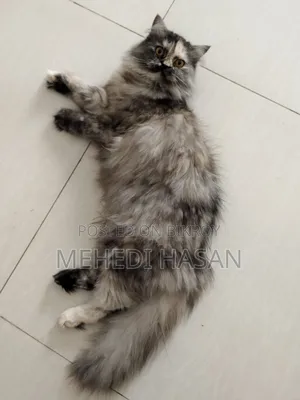 1+ Year Male Purebred Persian