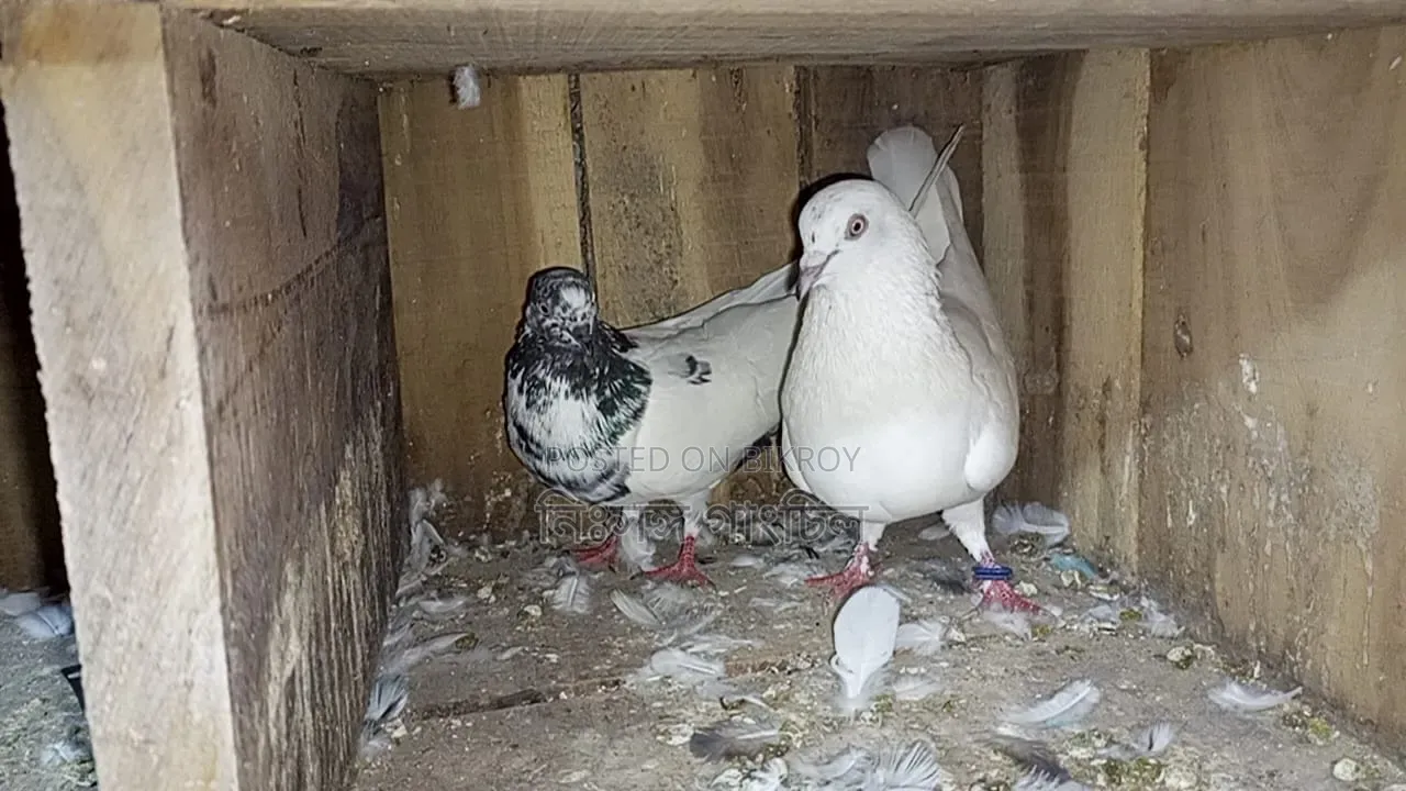 Pigeons for Sale