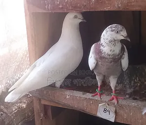Pigeons for Sale