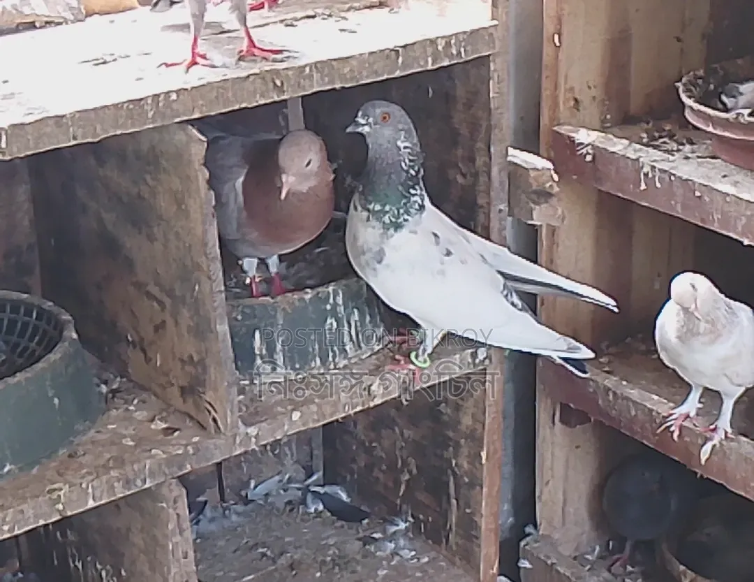 Pigeons for Sale