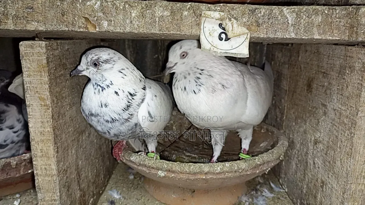 Pigeons for Sale