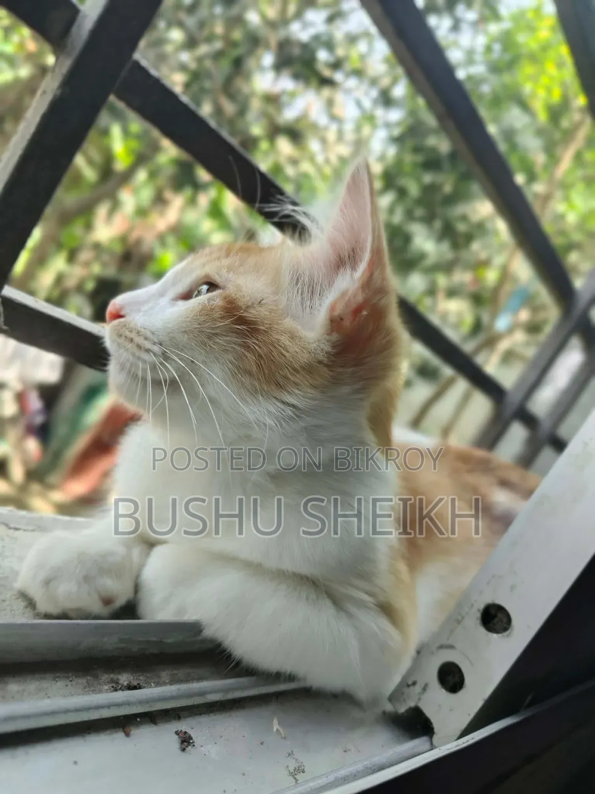 3-6 Months Male Mixed Breed Persian