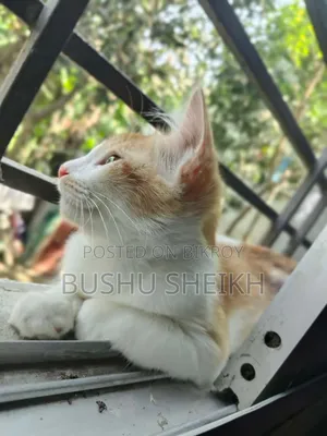 3-6 Months Male Mixed Breed Persian