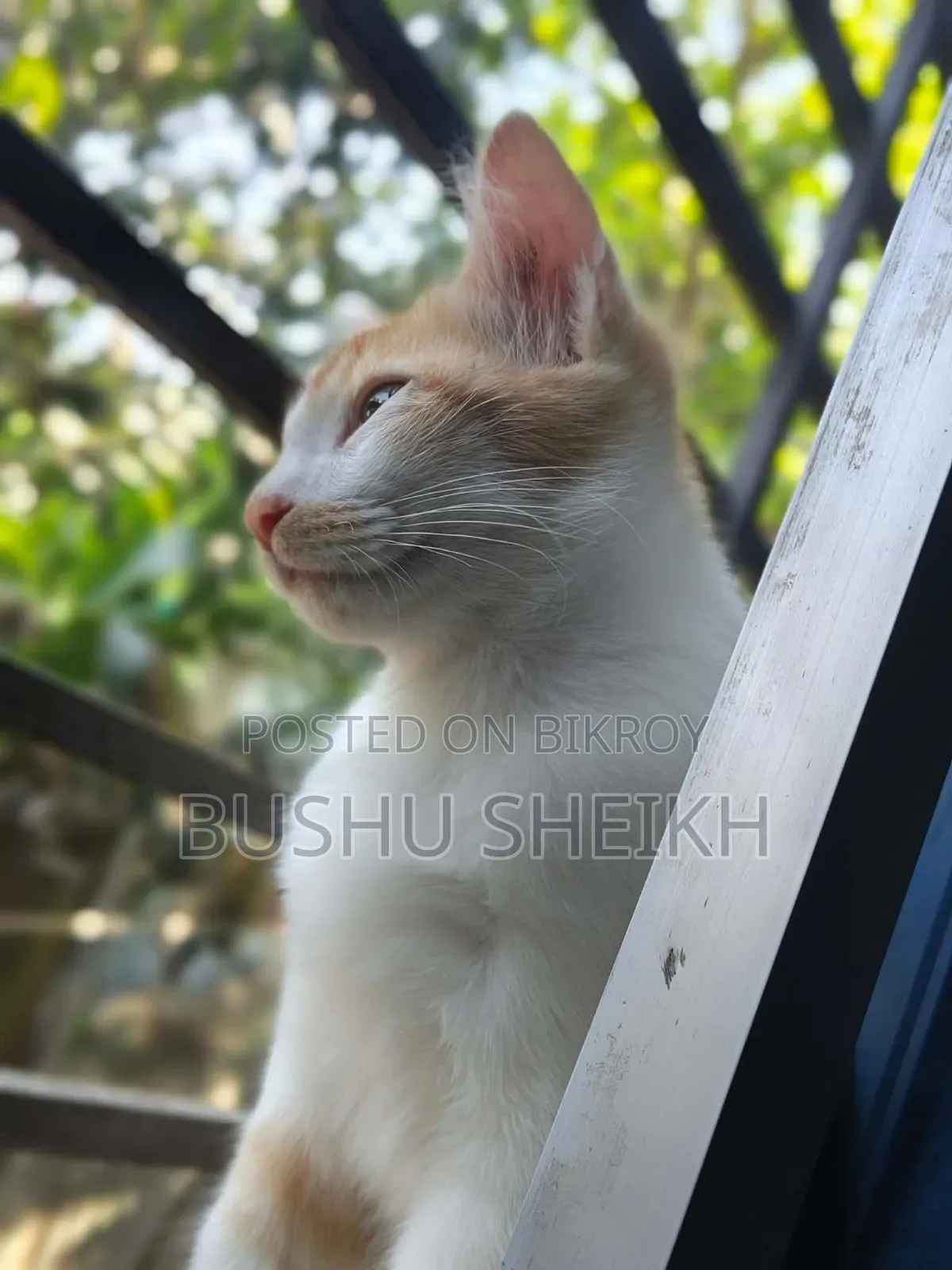 3-6 Months Male Mixed Breed Persian