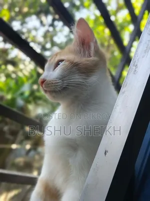 3-6 Months Male Mixed Breed Persian