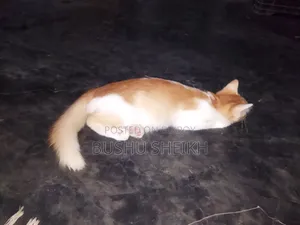 3-6 Months Male Mixed Breed Persian