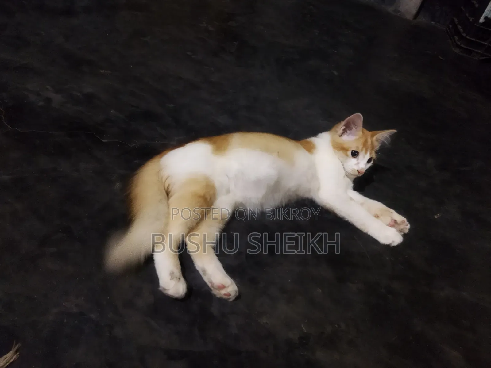 3-6 Months Male Mixed Breed Persian