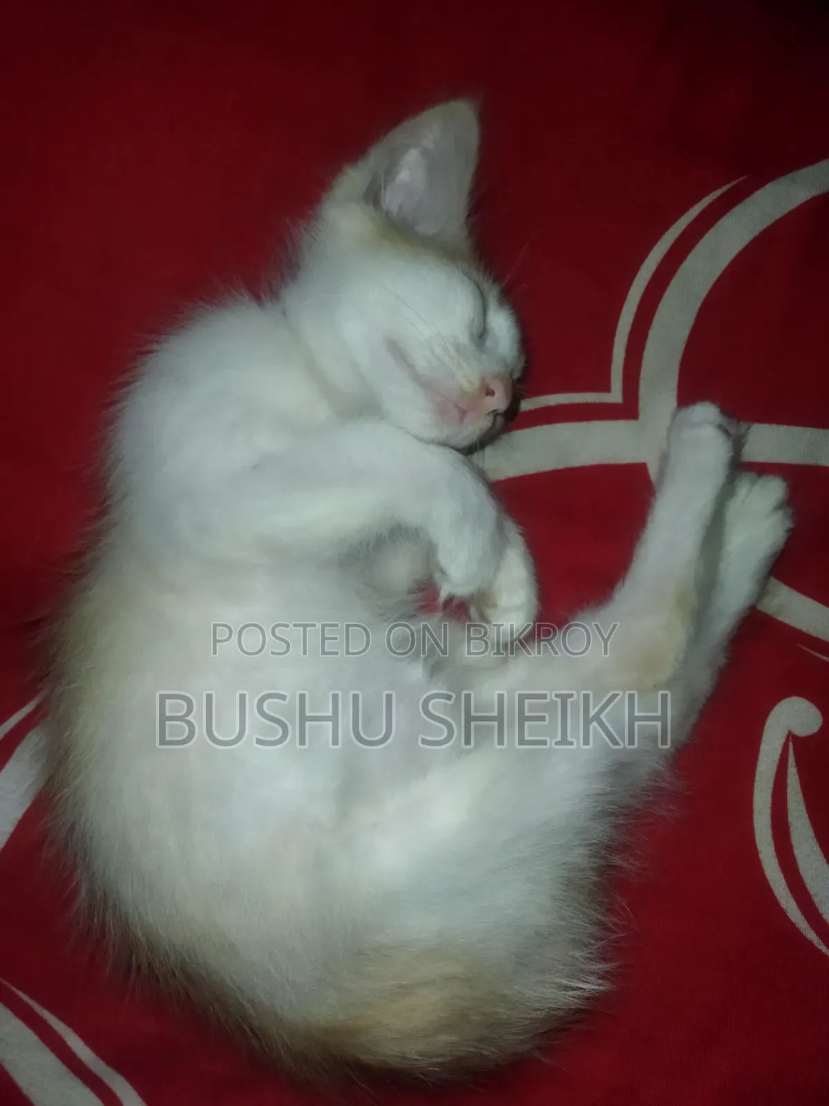 3-6 Months Male Mixed Breed Persian