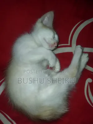 3-6 Months Male Mixed Breed Persian