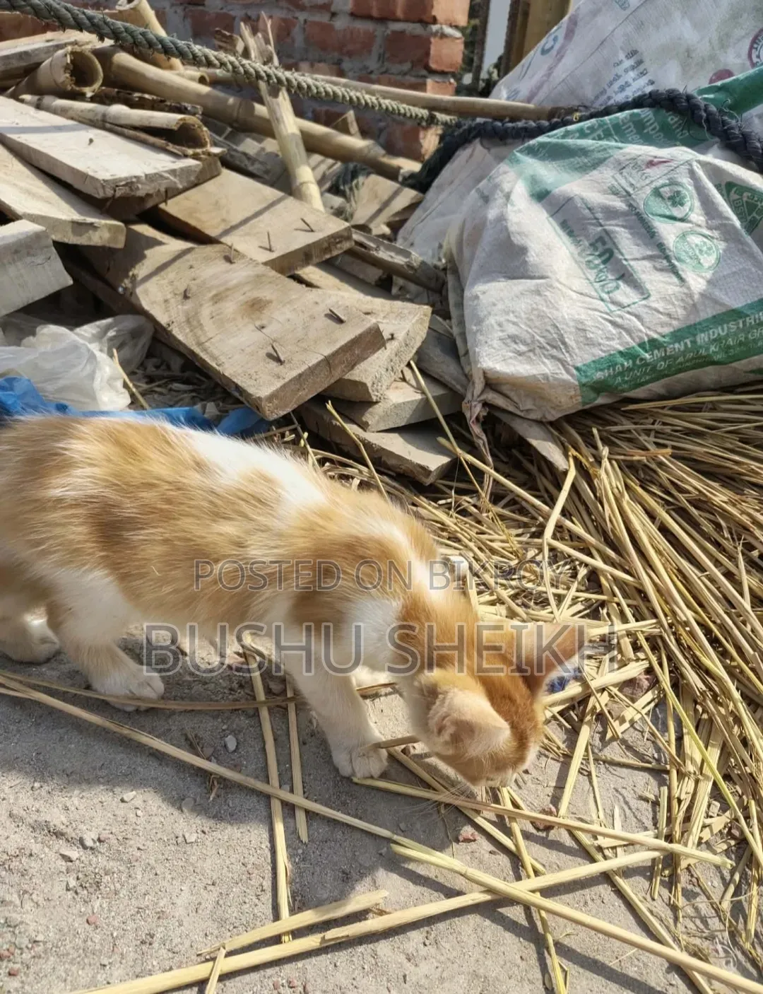 3-6 Months Male Mixed Breed Persian