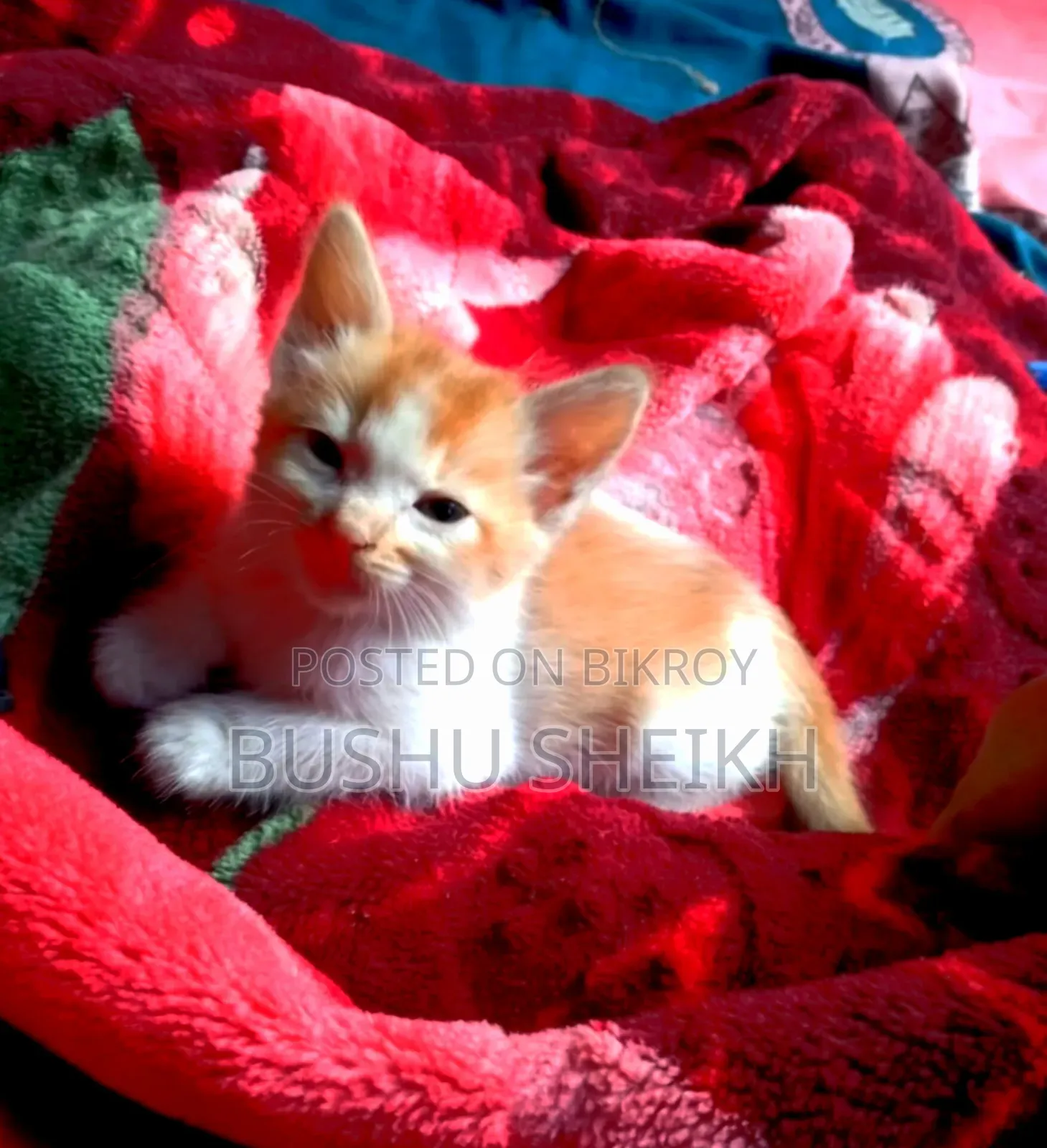 3-6 Months Male Mixed Breed Persian