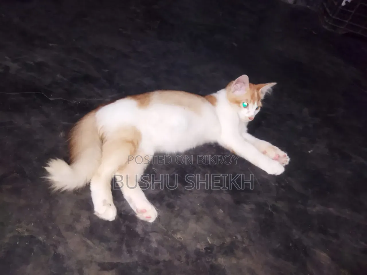 3-6 Months Male Mixed Breed Persian