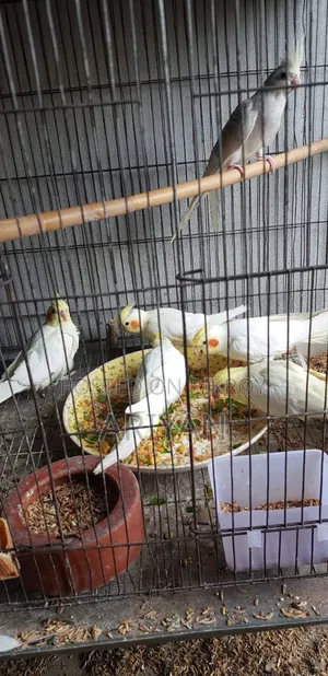 Birds for Sale