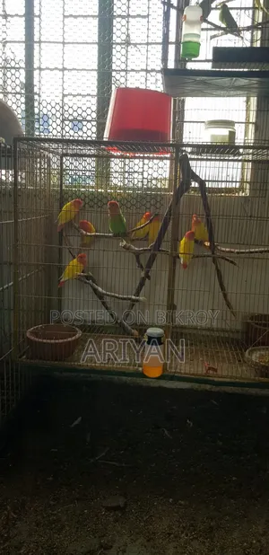 Birds for Sale