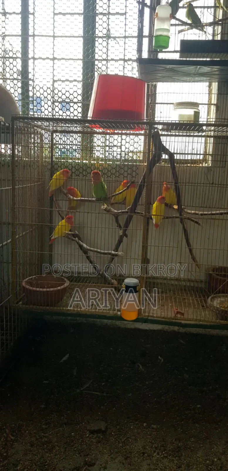 Birds for Sale