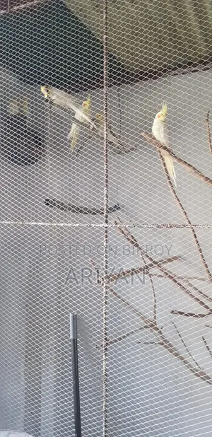 Birds for Sale