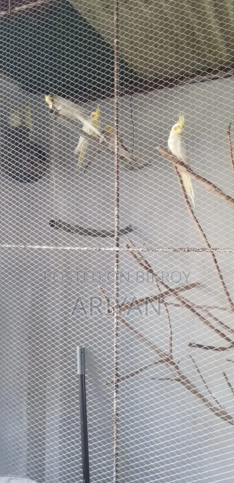 Birds for Sale