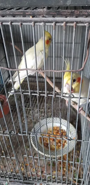 Birds for Sale