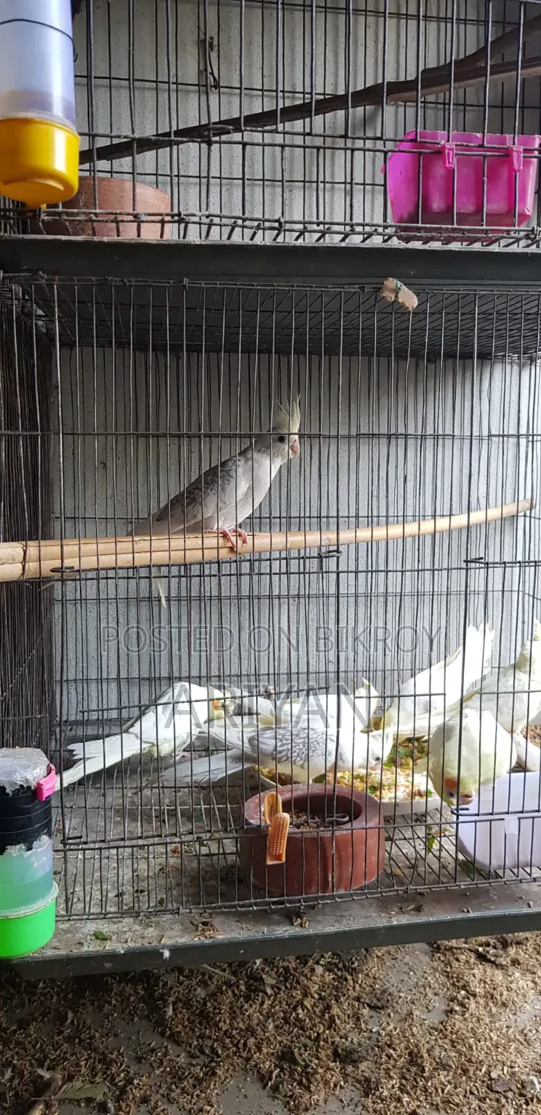 Birds for Sale