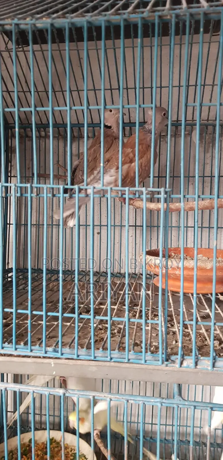 Birds for Sale